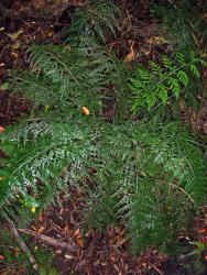 Asplenium shuttleworthianum. Mature plant growing in shaded forest.
 Image: P.J. de Lange © Peter de Lange All rights reserved